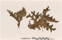 藏品(肺衣)的圖片